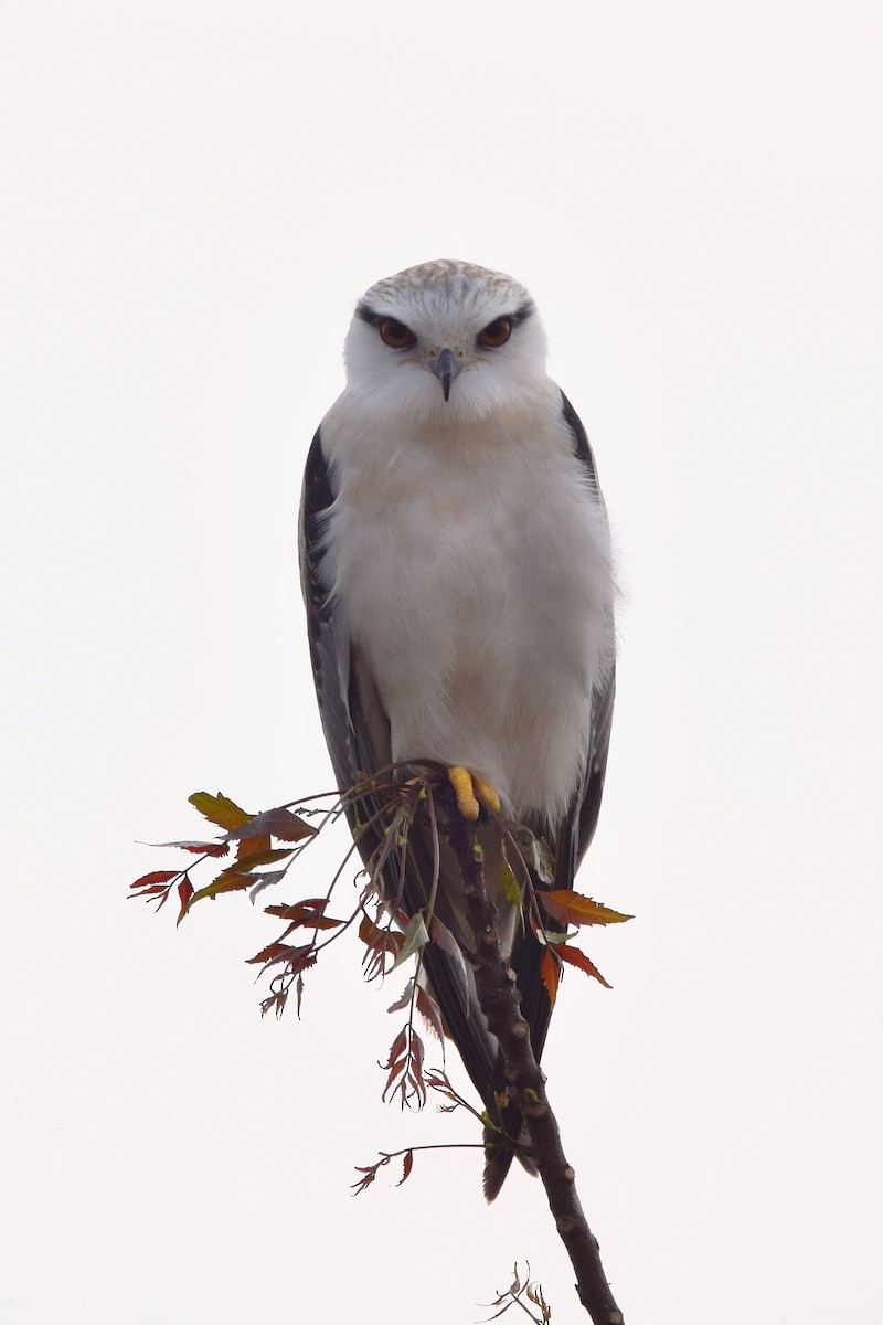 Black-winged Kite - ML303575811