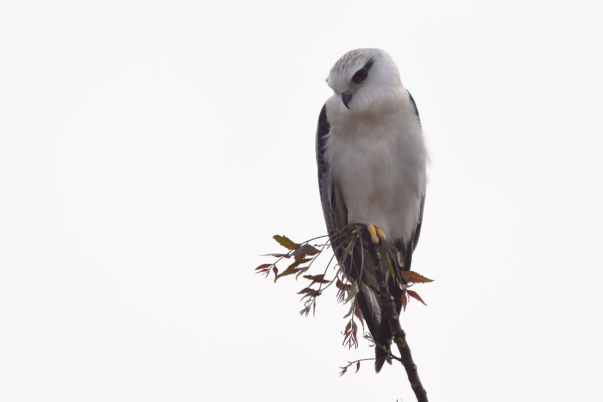 Black-winged Kite - ML303575821