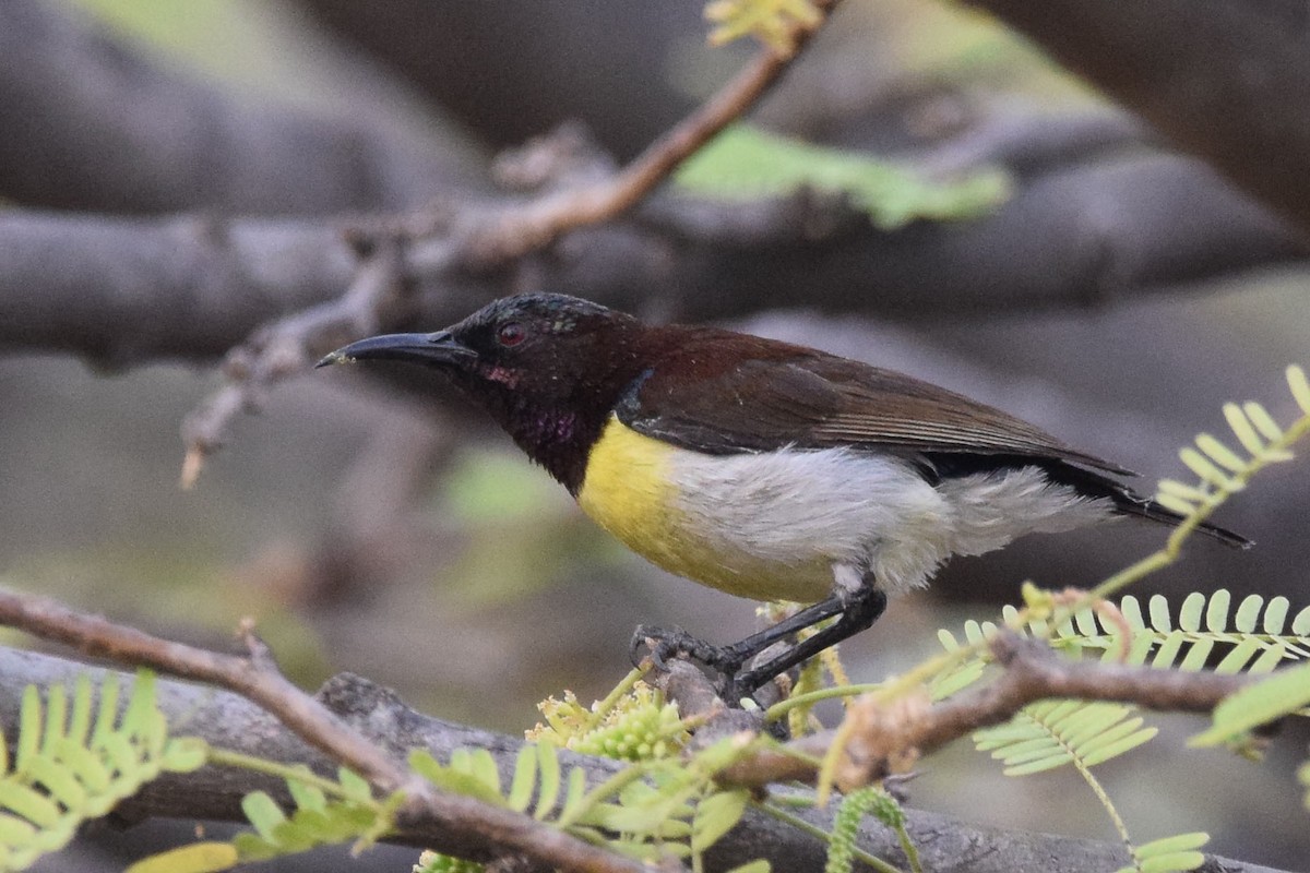 Purple-rumped Sunbird - ML303575851
