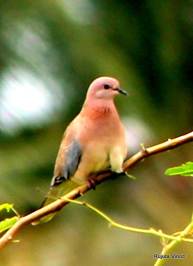 Tórtola Senegalesa - ML303576191