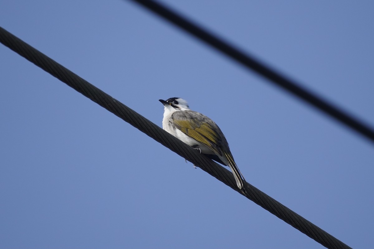 Light-vented x Styan's Bulbul (hybrid) - Cassie  Liu