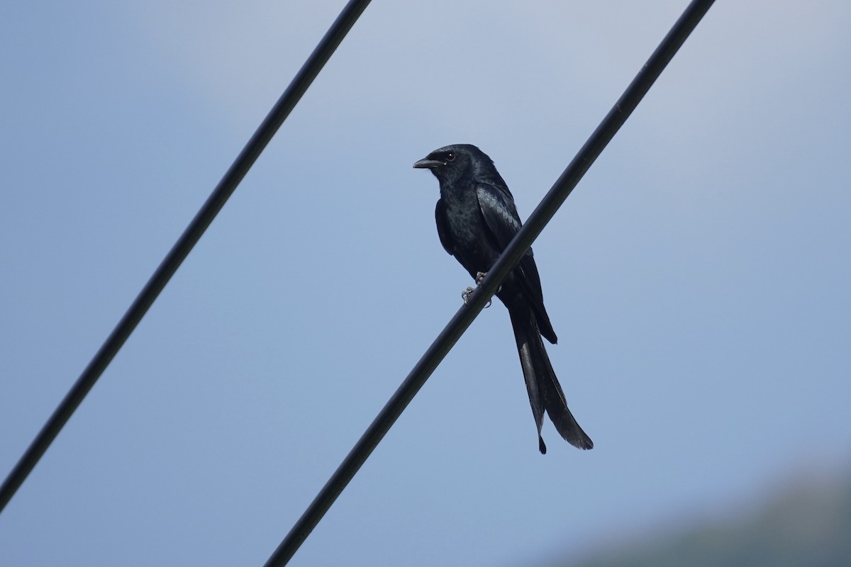 Black Drongo - Cassie  Liu