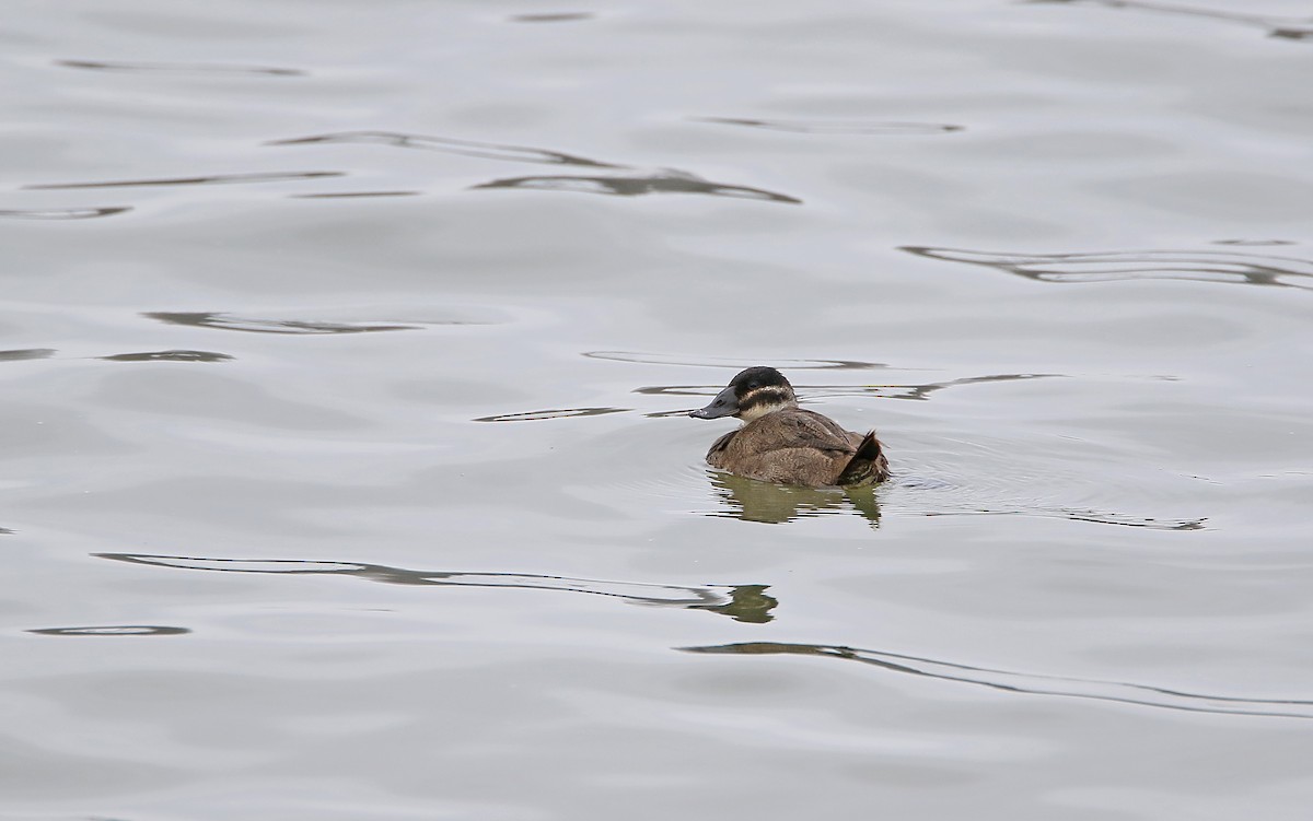 White-headed Duck - Christoph Moning