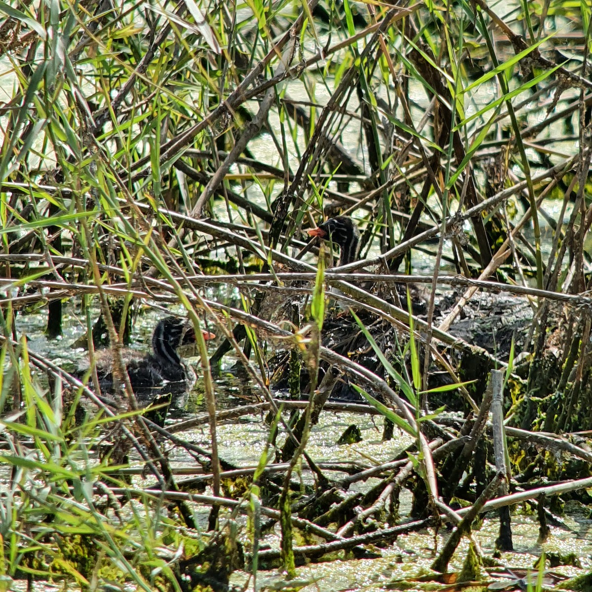 Little Grebe - Trinket Canlas Constantino