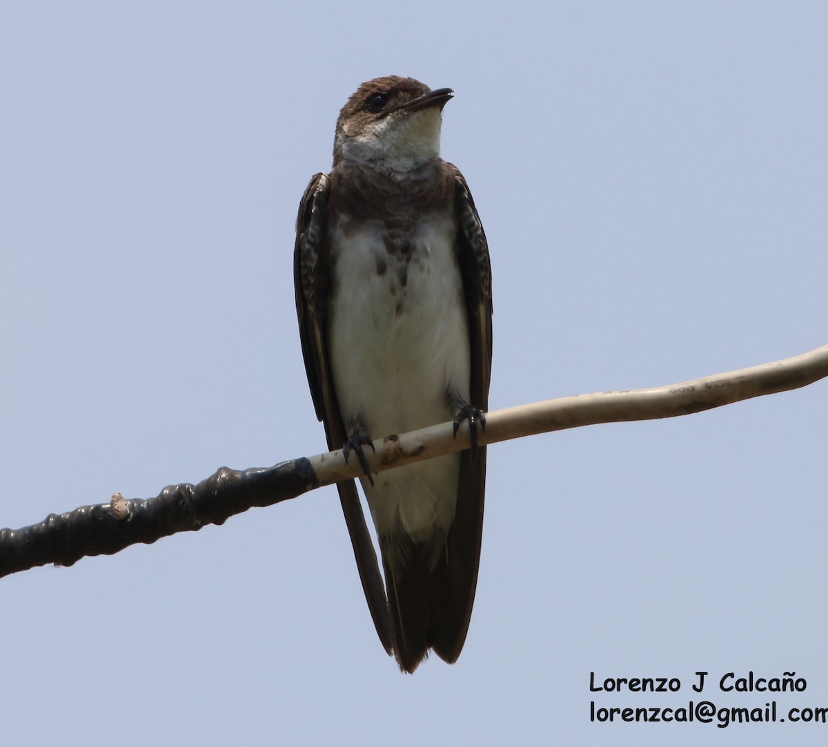 Brown-chested Martin - Lorenzo Calcaño