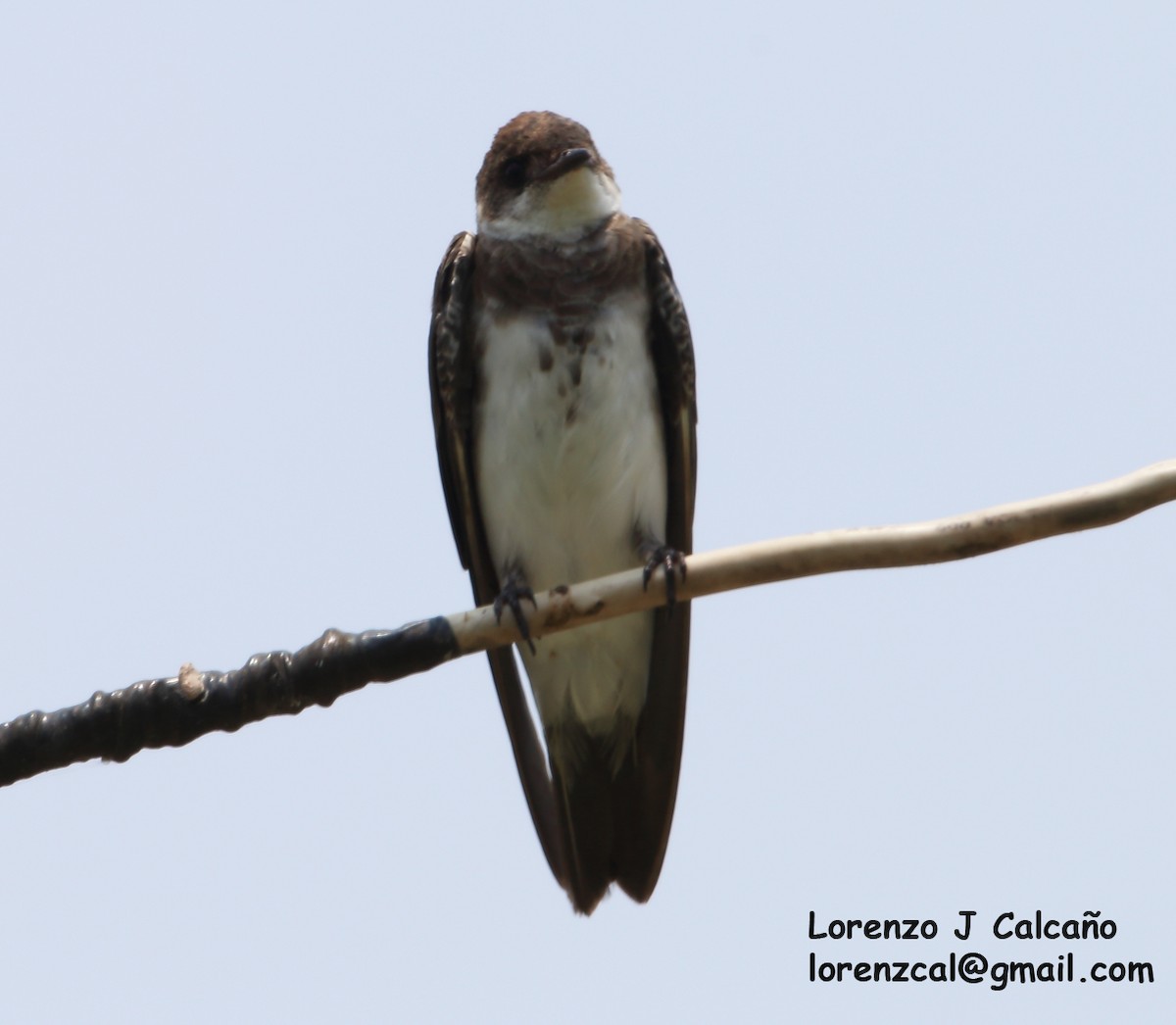 Brown-chested Martin - Lorenzo Calcaño