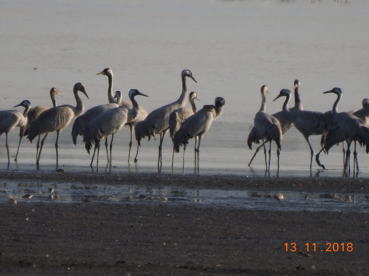 Common Crane - ML303580661