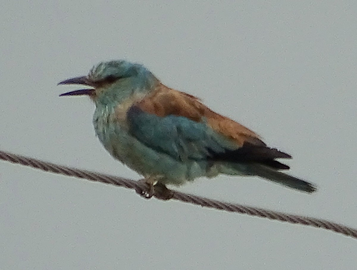 European Roller - ML303581491