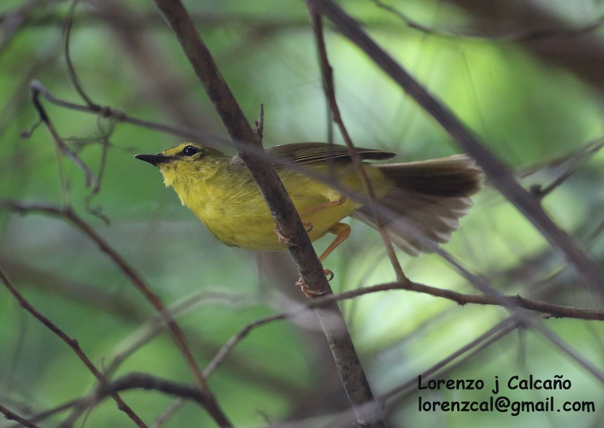 Flavescent Warbler - Lorenzo Calcaño