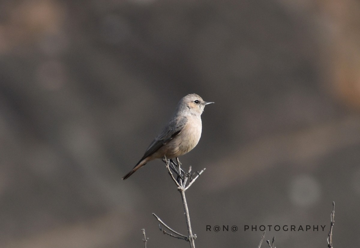 Persian Wheatear - ML303581911