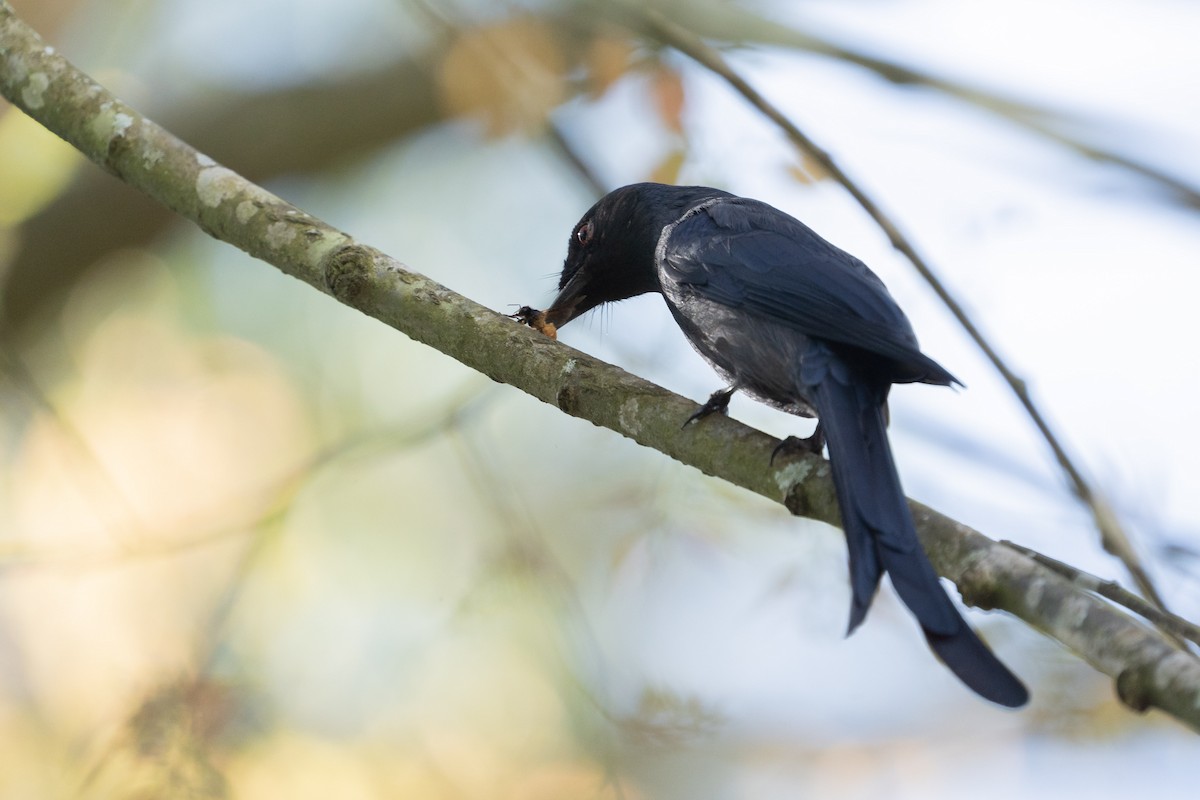 drongo kouřový - ML303582261