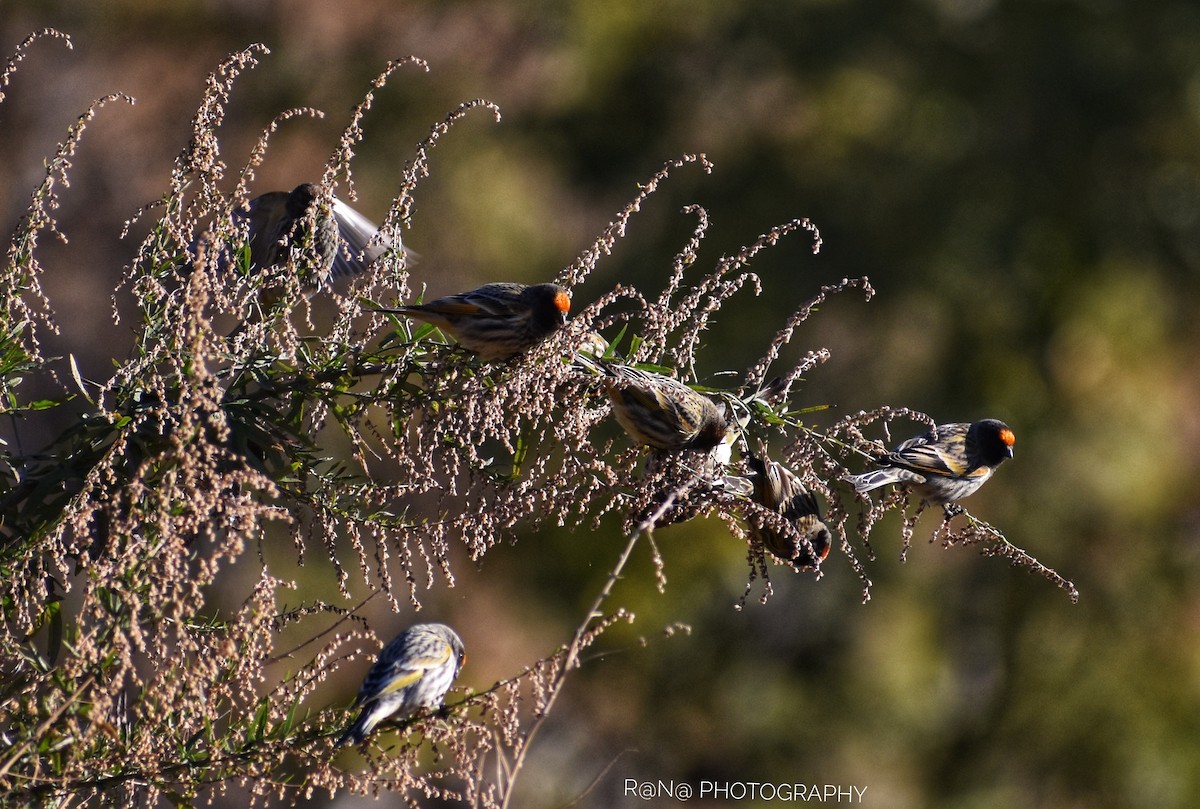 Fire-fronted Serin - ML303582391