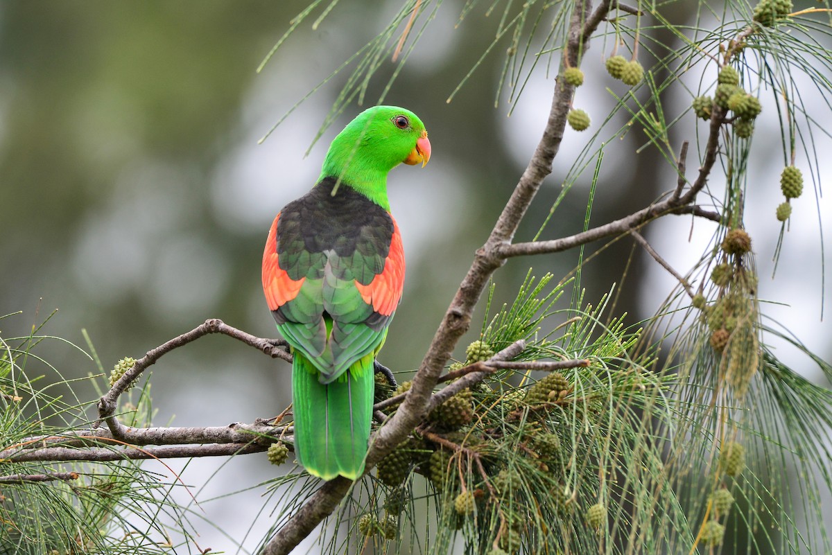 Red-winged Parrot - Harn Sheng Khor