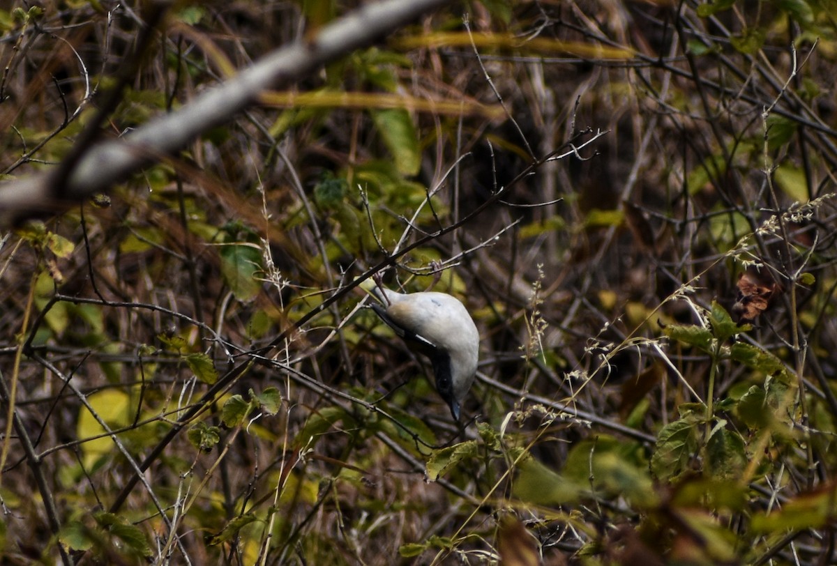 White-browed Shrike-Babbler (Himalayan) - ML303582571