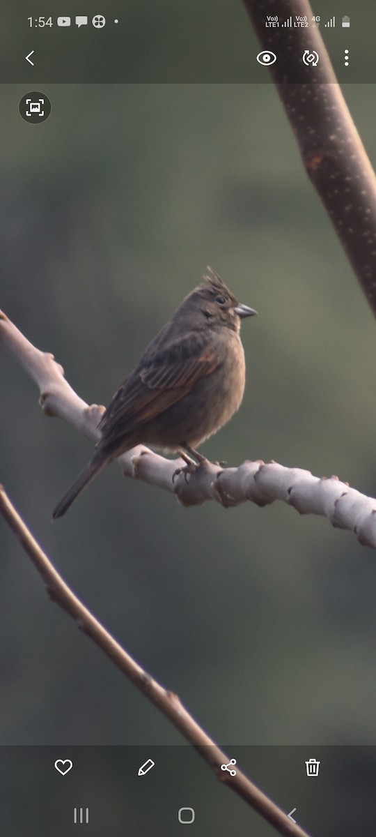Crested Bunting - ML303582731