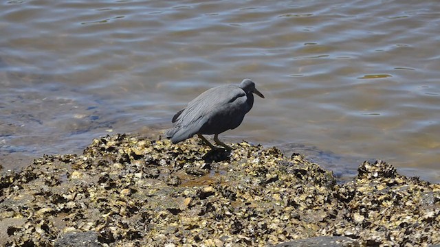 Pacific Reef-Heron - ML303585081