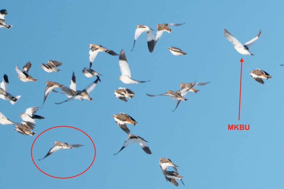 Snow/McKay's Bunting - ML303586151