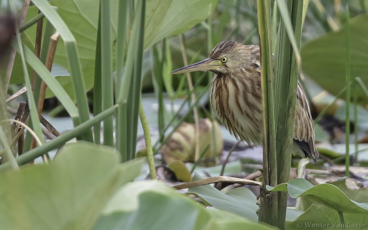 Yellow Bittern - ML303588251