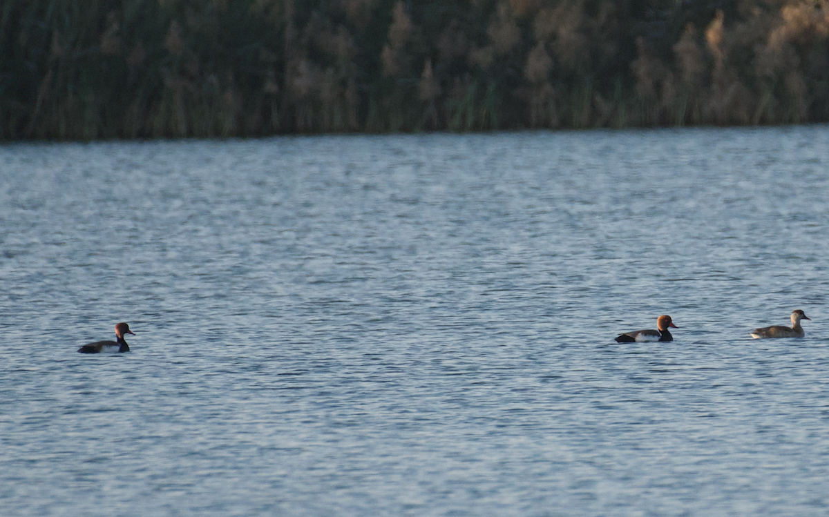 Red-crested Pochard - ML303588631