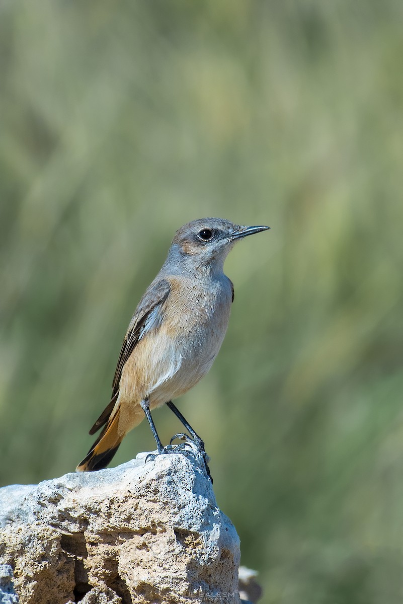 Kurdish/Persian Wheatear (Red-tailed Wheatear) - ML303588711