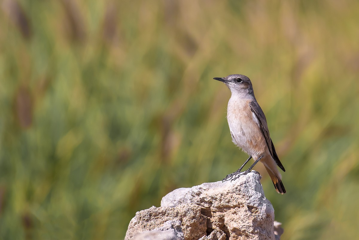 Kurdish/Persian Wheatear (Red-tailed Wheatear) - ML303588721