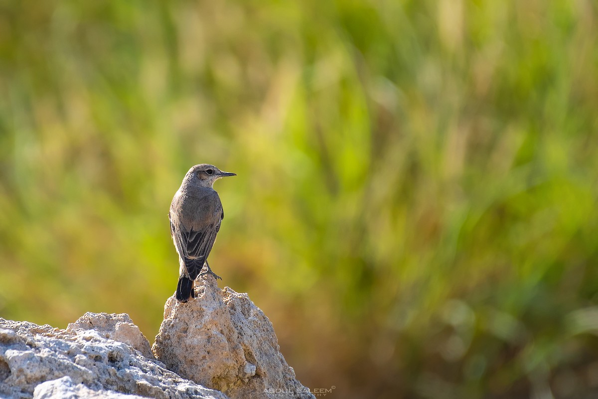 Kurdish/Persian Wheatear (Red-tailed Wheatear) - ML303588731