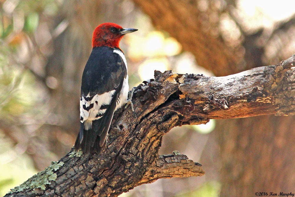 Red-headed Woodpecker - ML30359021