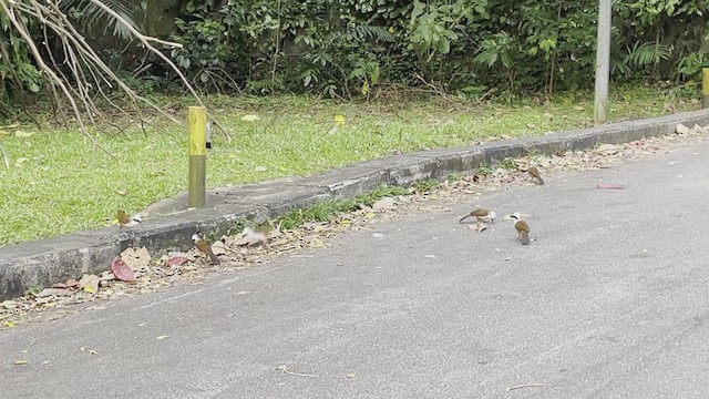 White-crested Laughingthrush - ML303590901