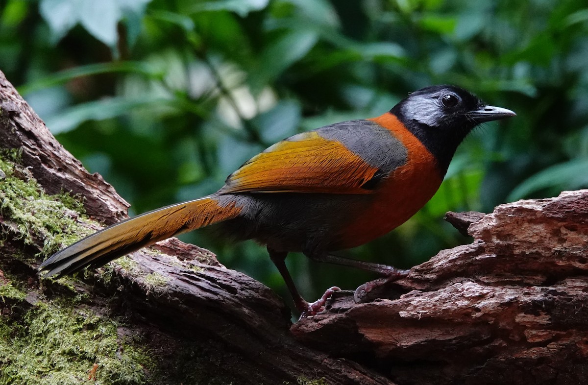 Collared Laughingthrush - David Diller