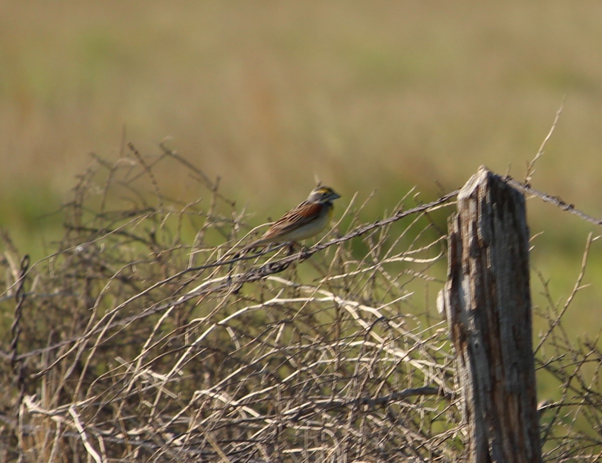 Dickcissel - Jessie  Brantwein