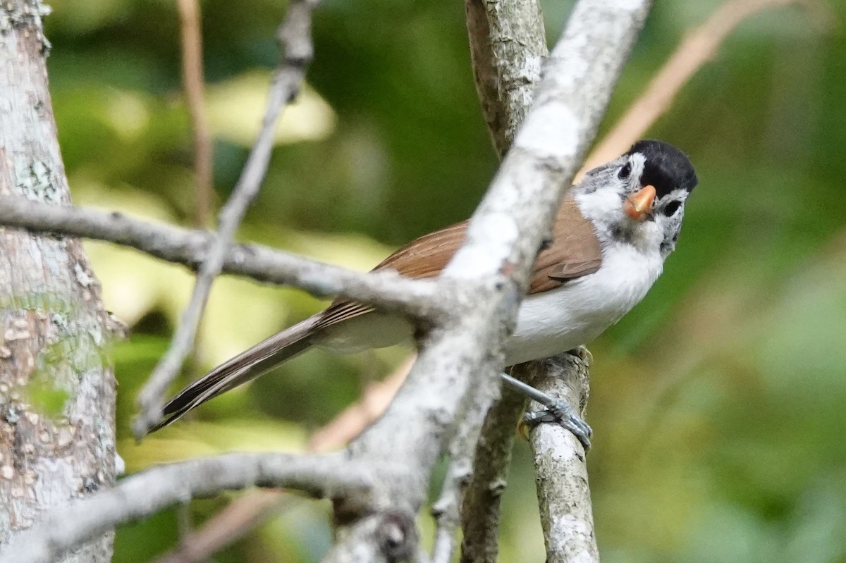 Black-headed Parrotbill - David Diller