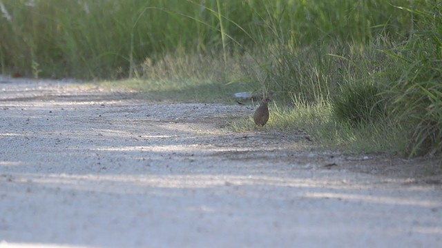 Brown Quail - ML303592221