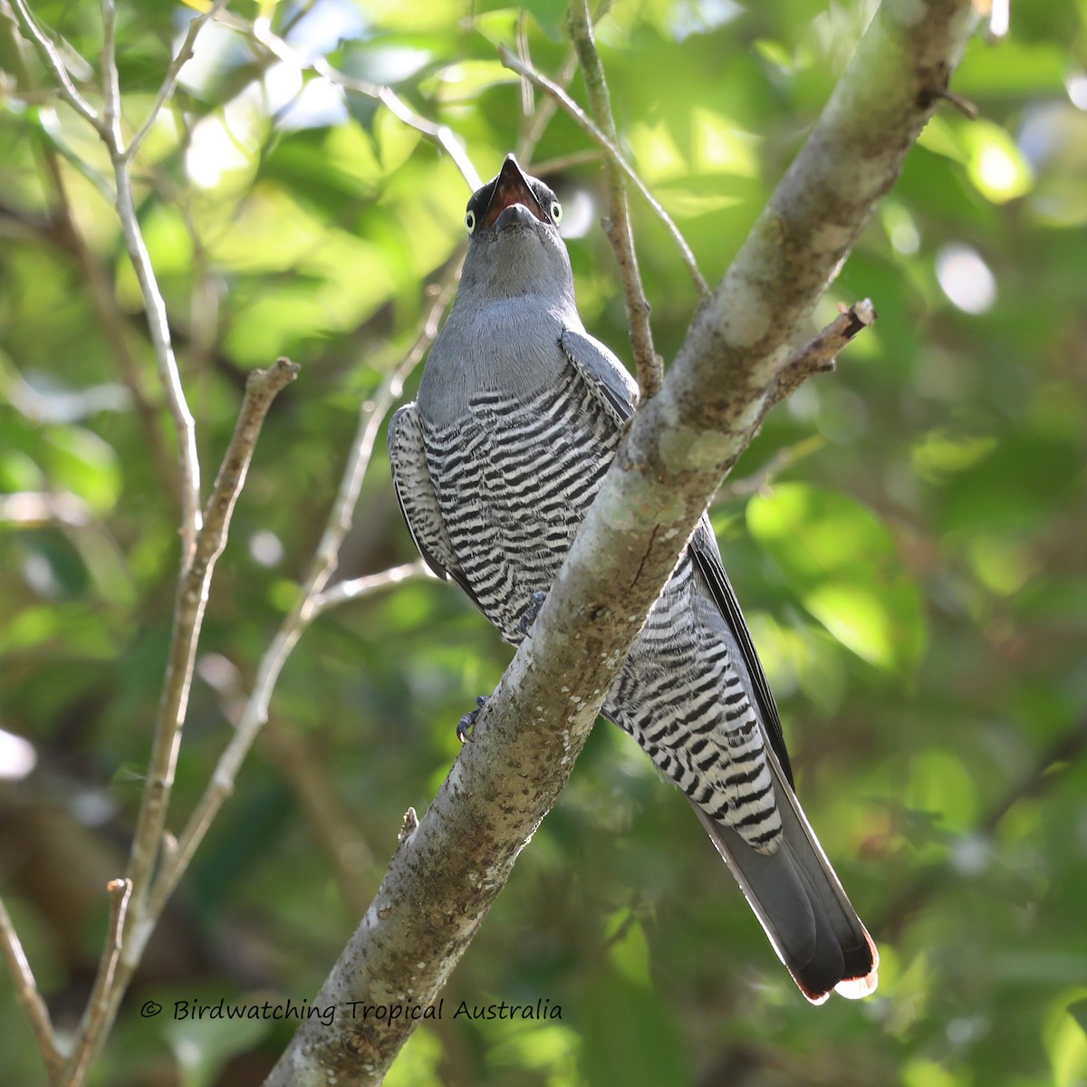 Barred Cuckooshrike - ML303595921