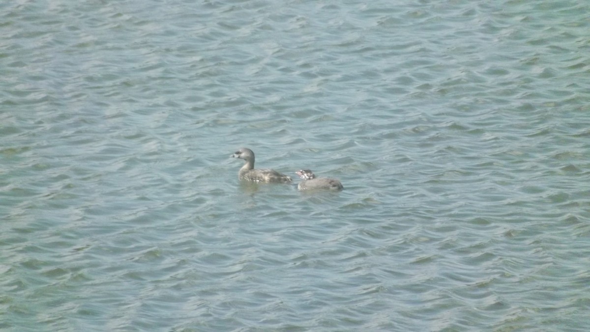 Pied-billed Grebe - paul raney