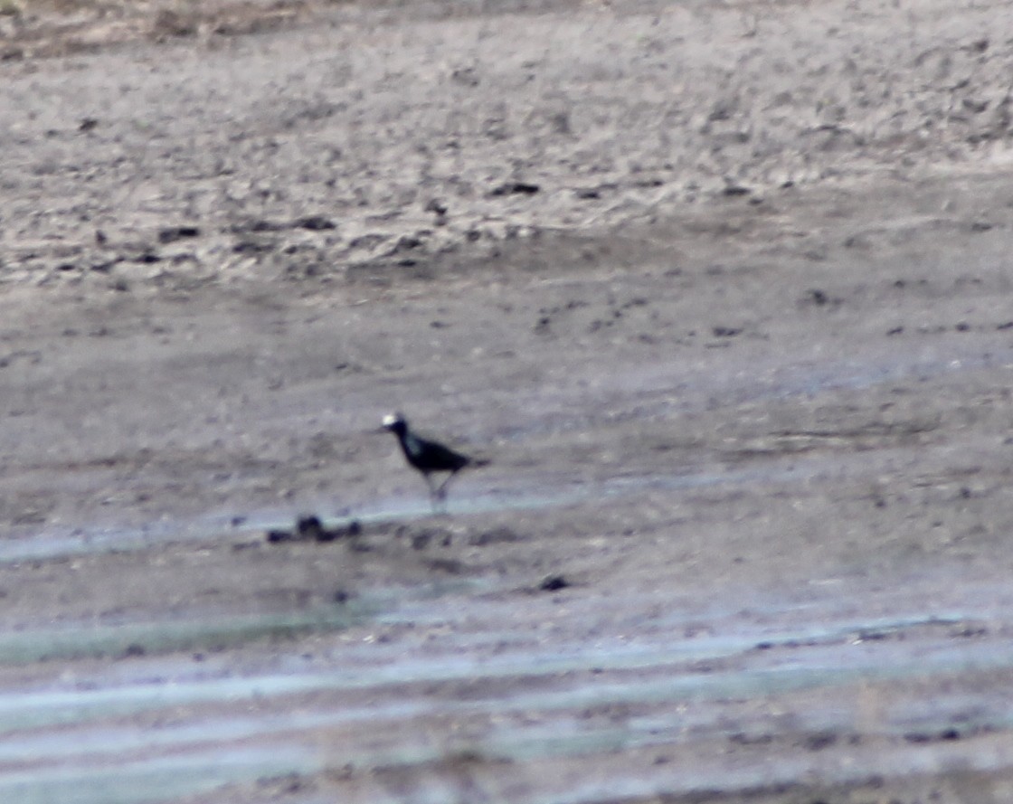 American Golden-Plover - Carol Cobb