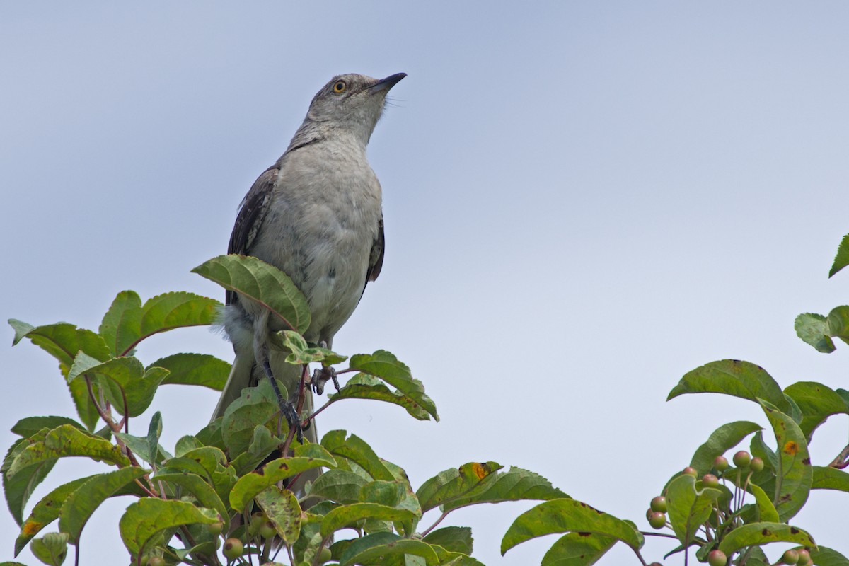 Northern Mockingbird - ML303604211