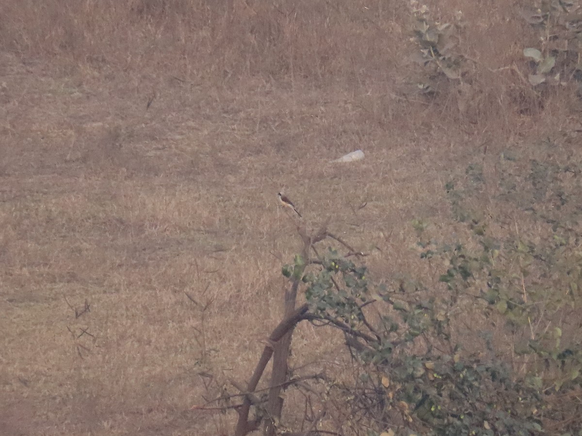 Bay-backed Shrike - ML303604281