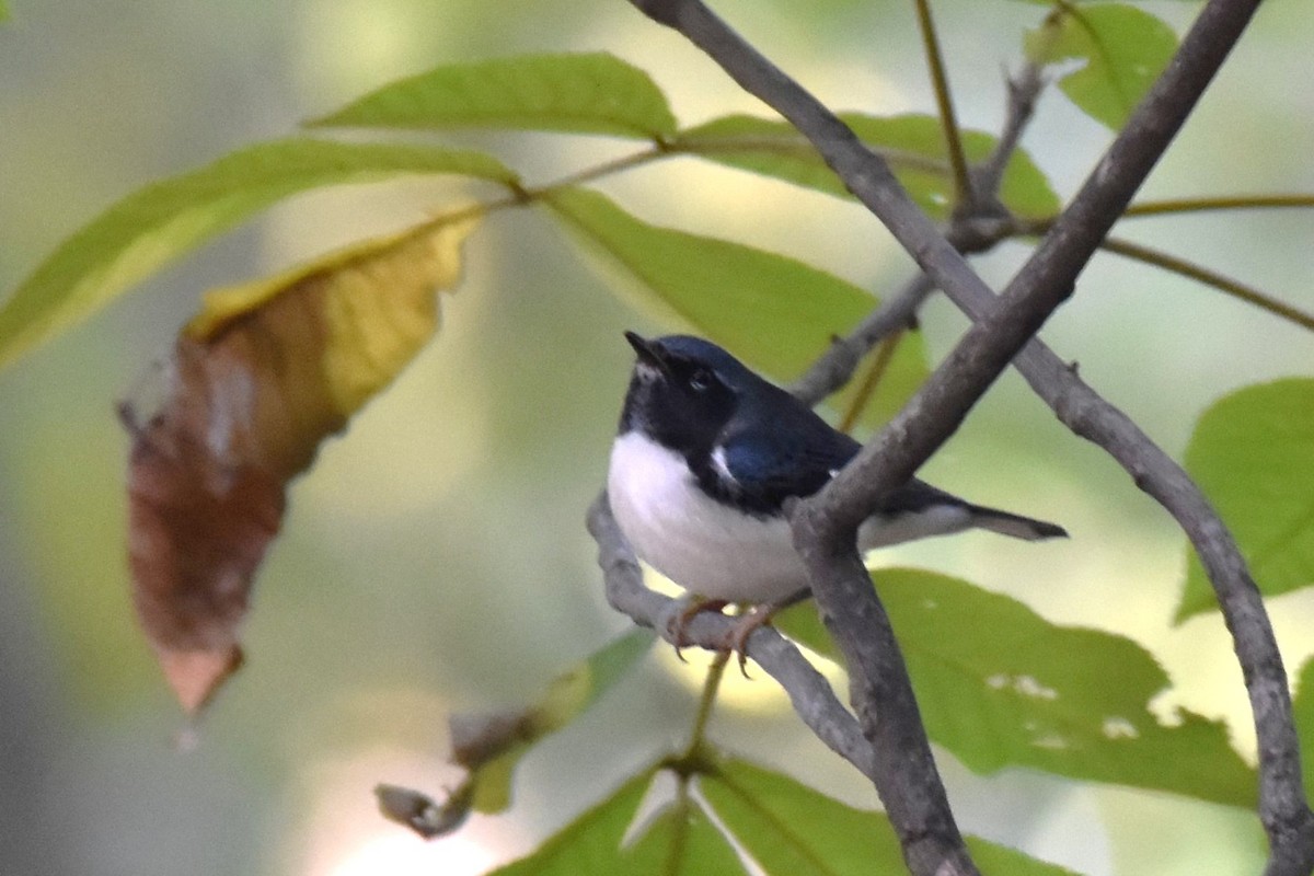 Black-throated Blue Warbler - irina shulgina