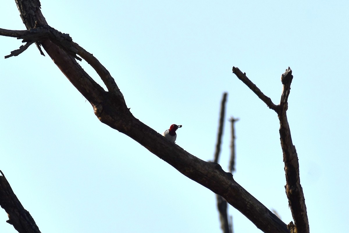 Red-headed Woodpecker - ML303604961