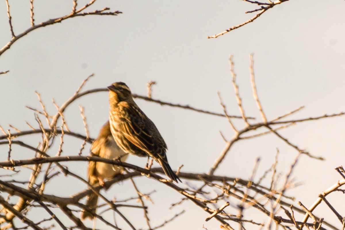 Red-winged Blackbird - ML303605531