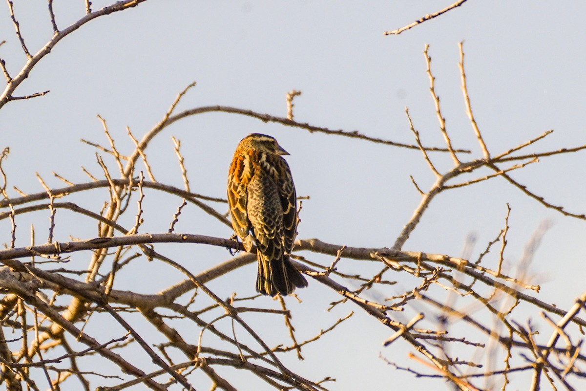 Red-winged Blackbird - ML303605541