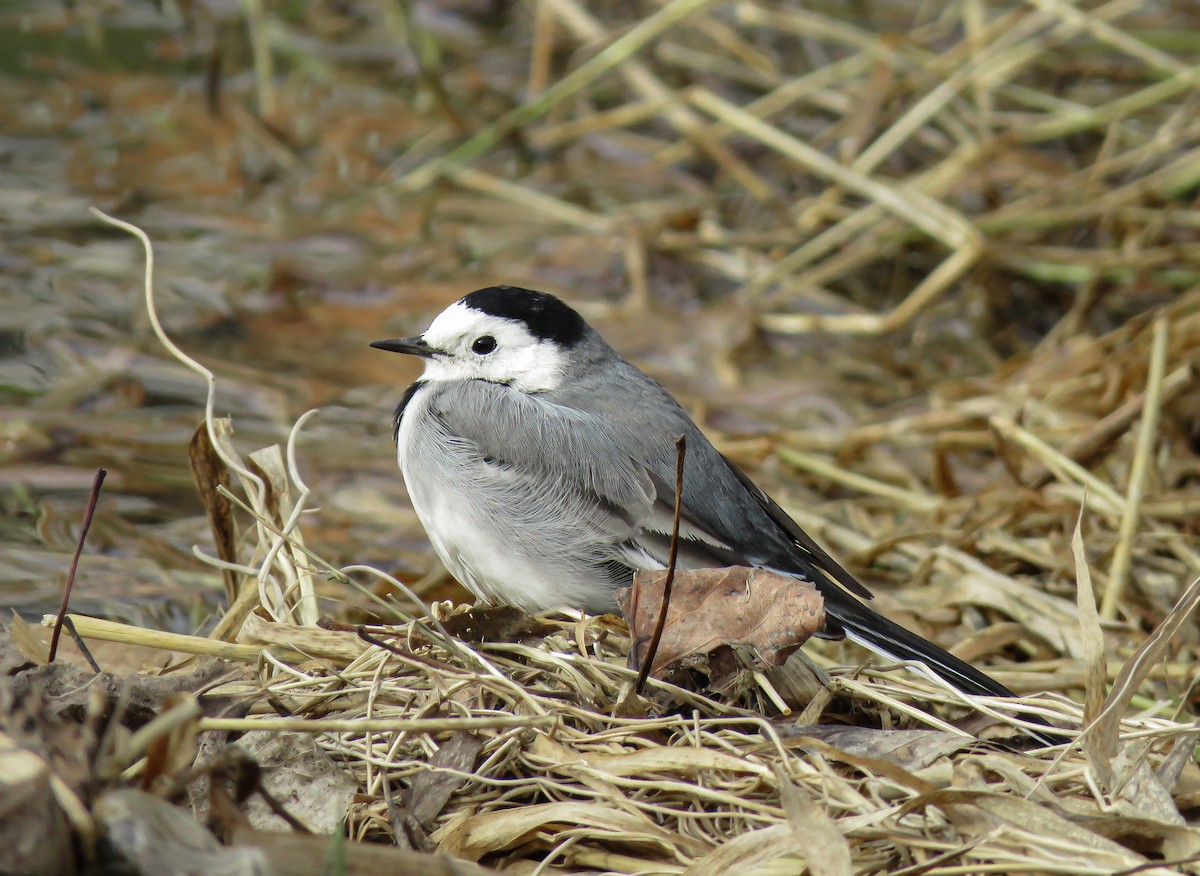 White Wagtail - ML303605651