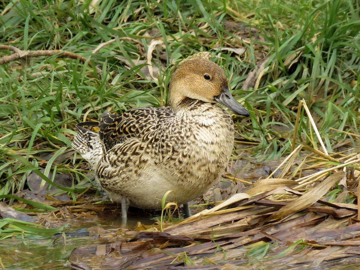 Northern Pintail - ML303605661