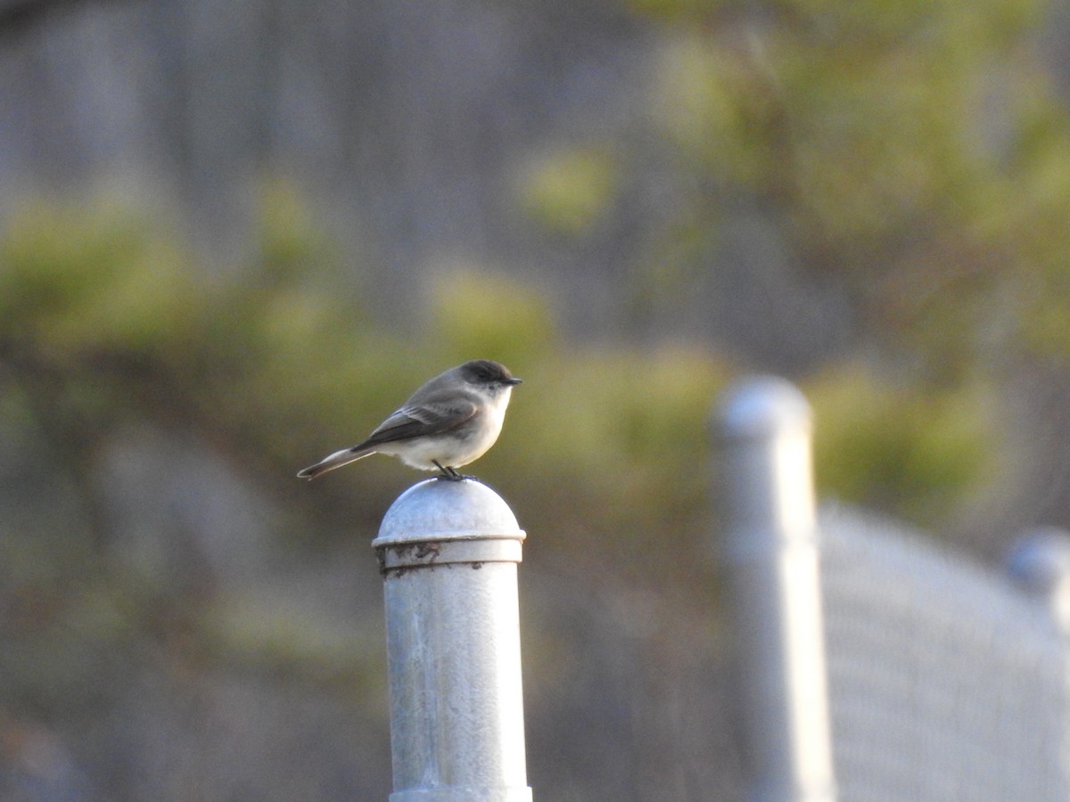 Eastern Phoebe - ML303606801