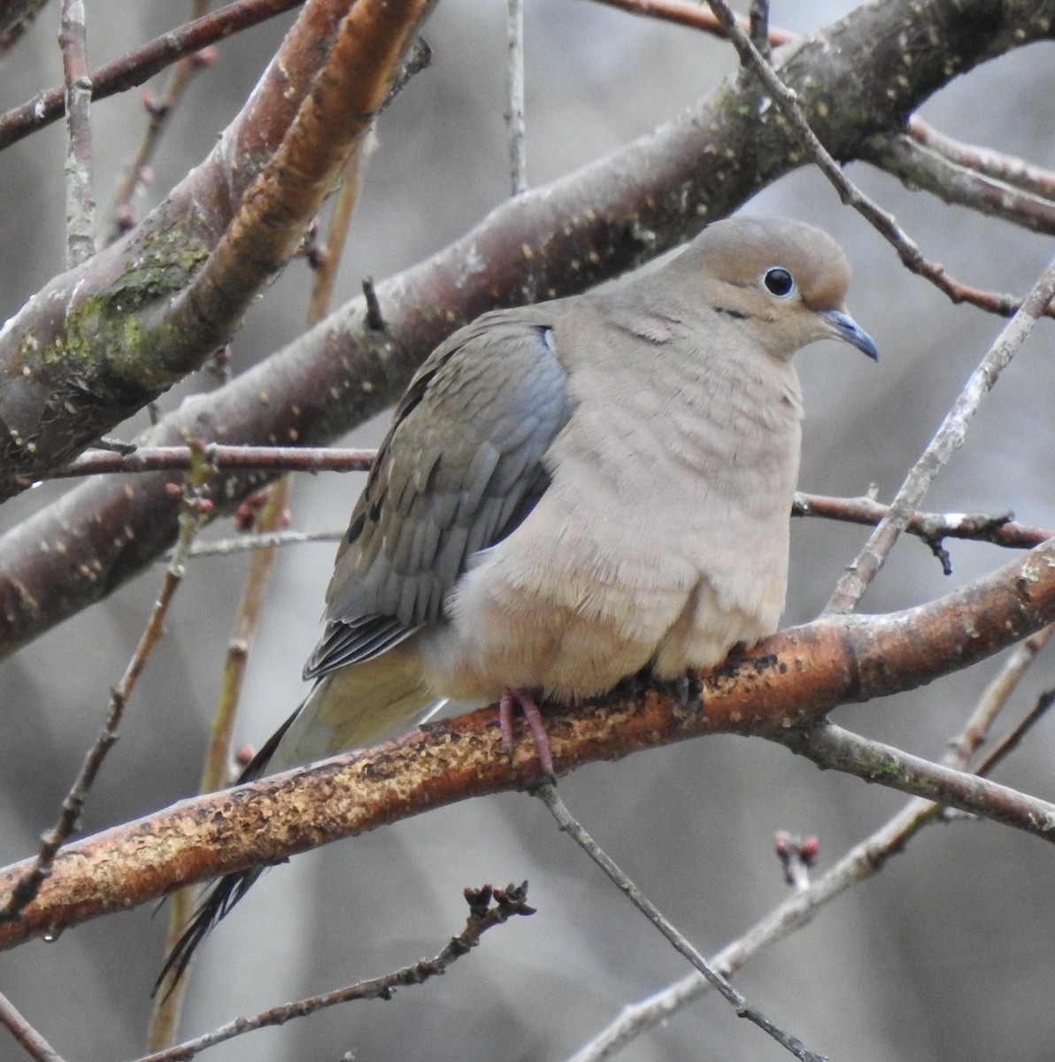 Mourning Dove - ML303607341