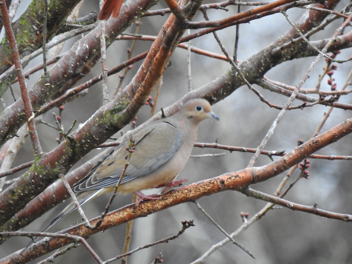 Mourning Dove - ML303607351