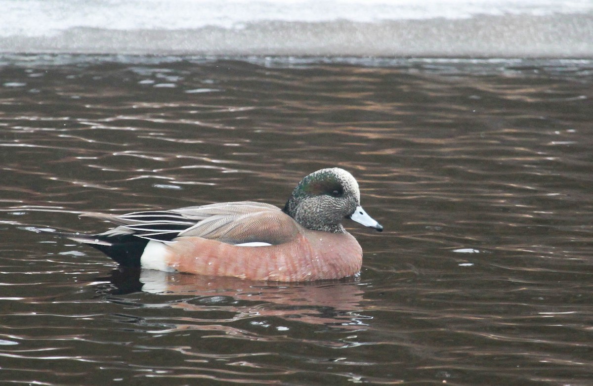 American Wigeon - Skye Haas