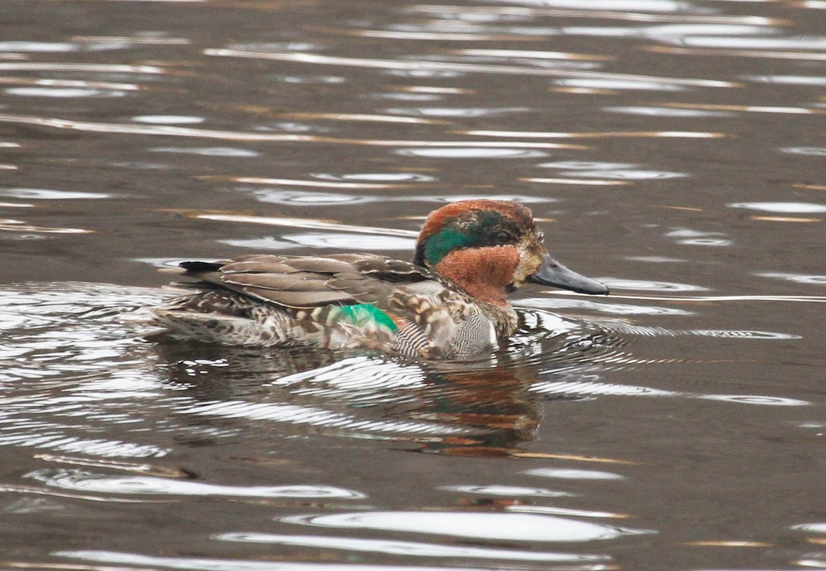 Green-winged Teal - ML303608001
