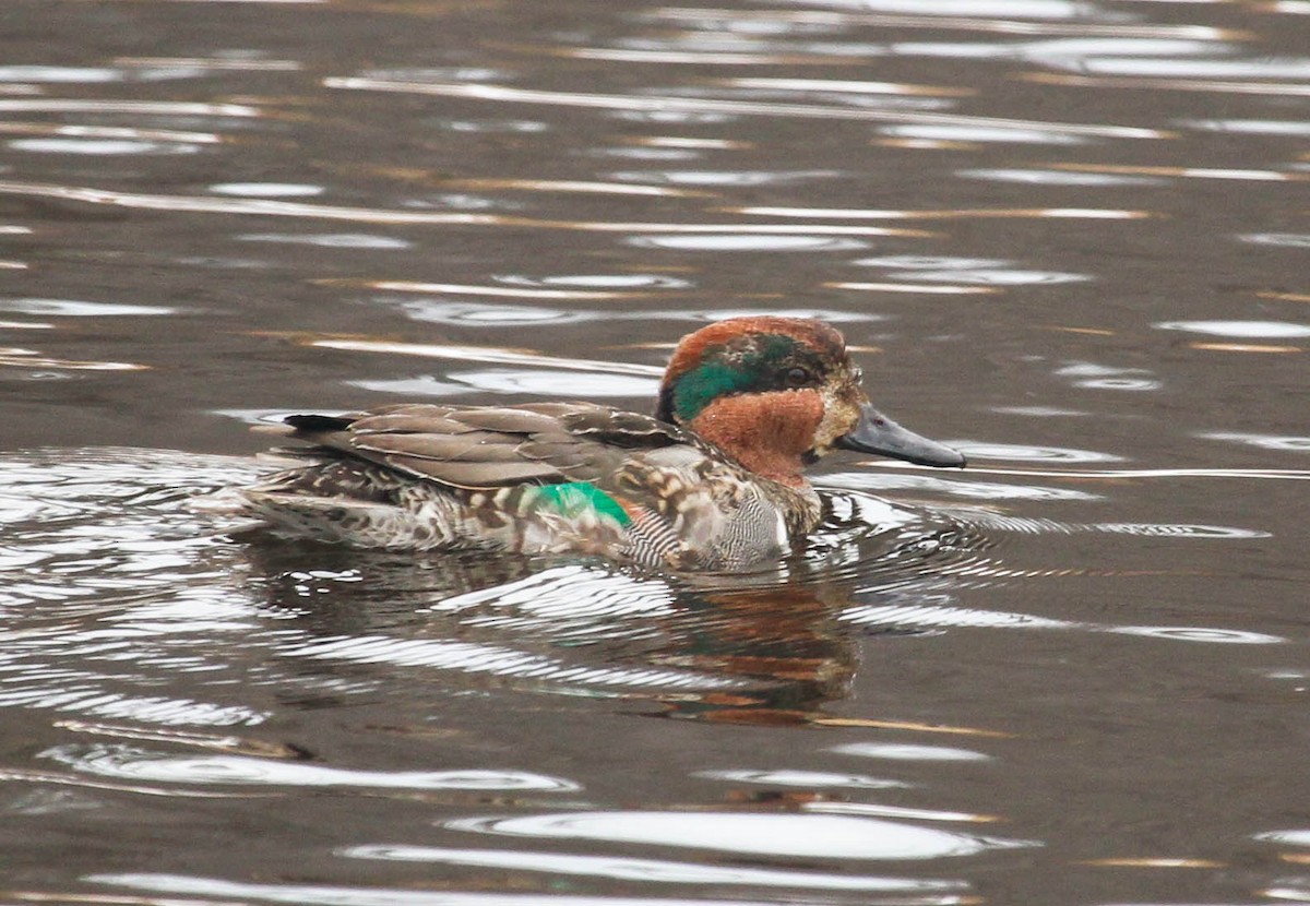 Green-winged Teal - Skye Haas