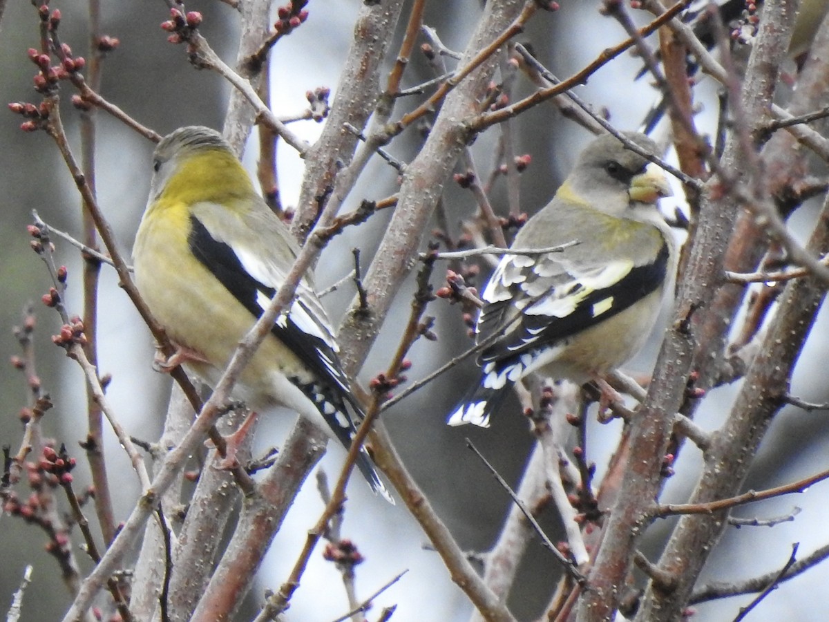 Evening Grosbeak - ML303608711